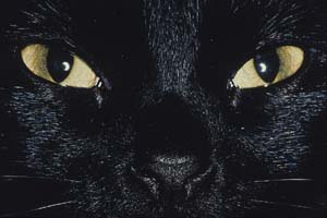 The Black Cats of Halloween